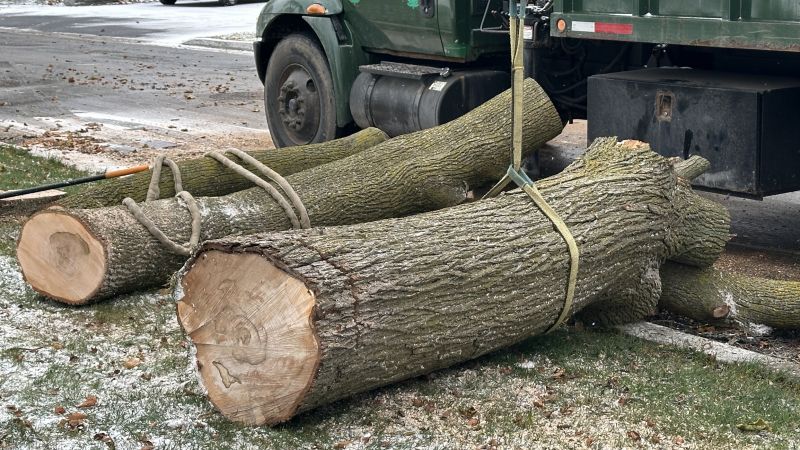 Top Rated Tree Removal Equipment