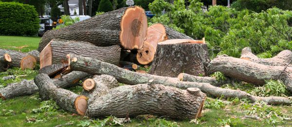 Large Tree Removal in Oakland