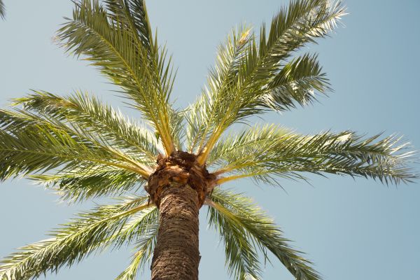 Palm Tree Removal in Oakland