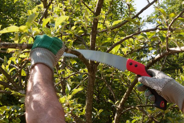 Small Tree Removal in Oakland