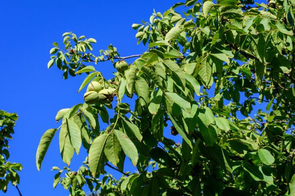 Walnut Tree Removal in Oakland