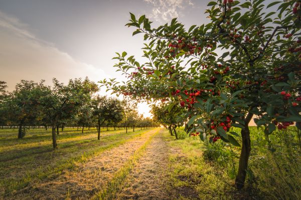 Cost of Cherry Tree Removal in Oakland