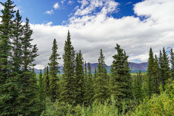 Cost of Spruce Tree Removal in Oakland