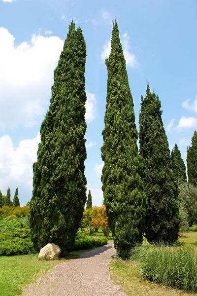 Cypress Tree Removal in Oakland