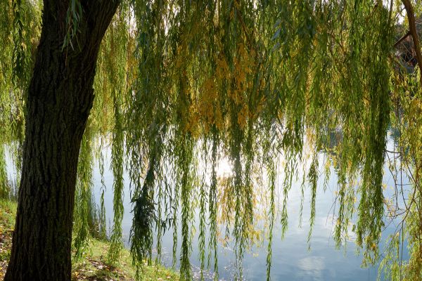 Willow Tree Removal in Oakland