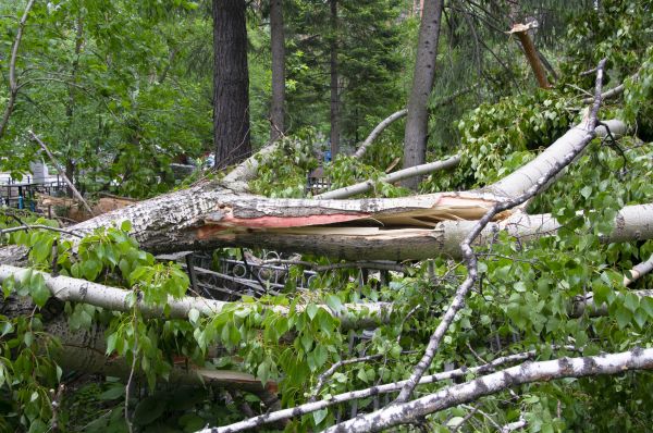 Cost of Birch Tree Removal in Oakland