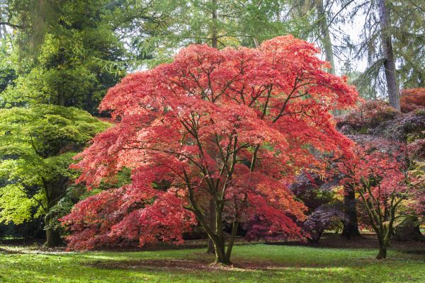 Maple Tree Removal in Oakland