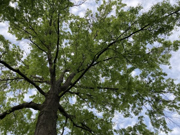 Oak Tree Removal in Oakland