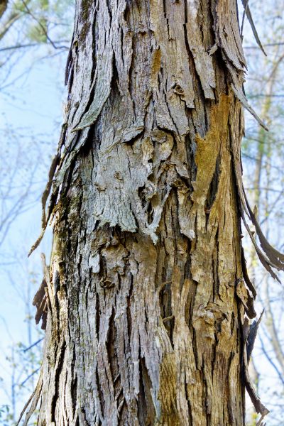 Cost of Hickory Tree Removal in Oakland