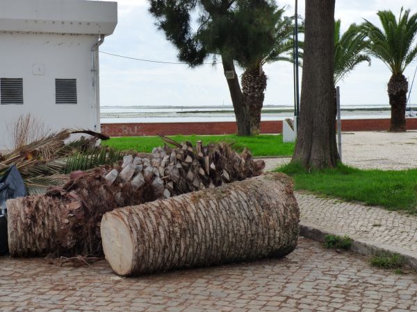 Palm Trees Removal in Oakland