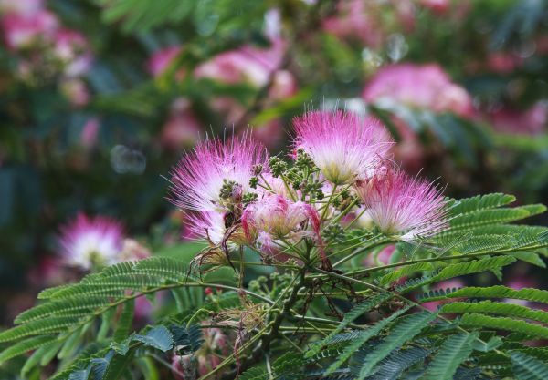 Cost of Mimosa Tree Removal in Oakland