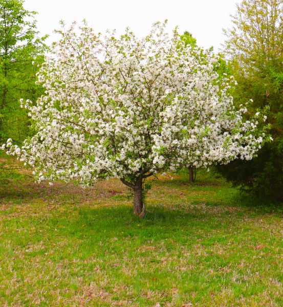 Cost of Dogwood Tree Removal in Oakland