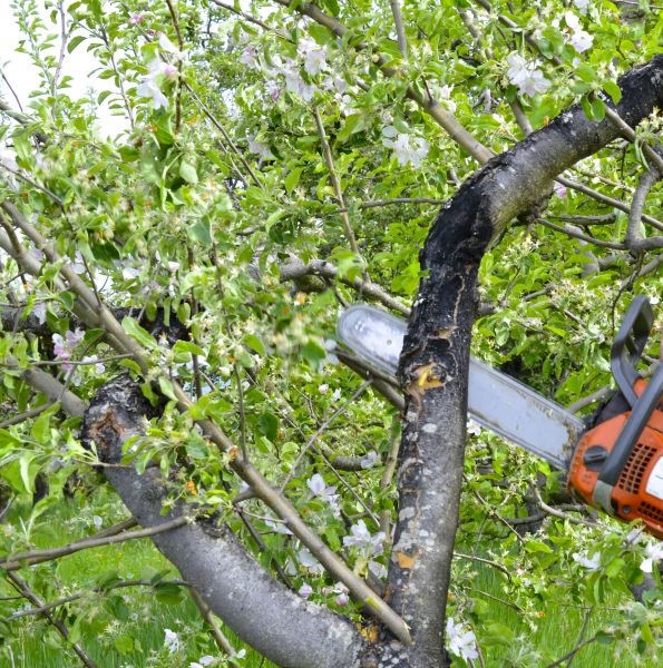 Cost of Apple Tree Removal in Oakland