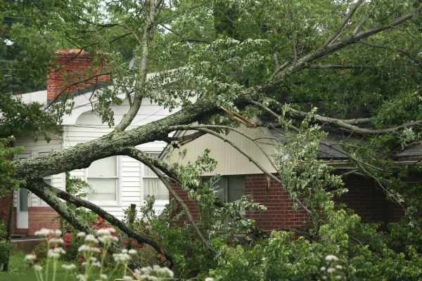 Emergency Tree Removal in Oakland
