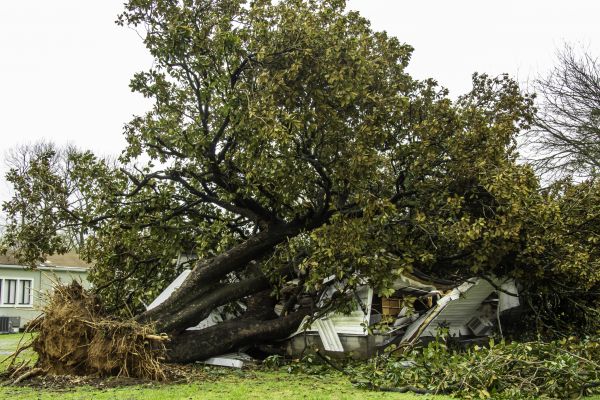 Fallen Tree Removal in Oakland