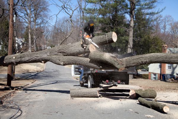 Residential Tree Removal in Oakland