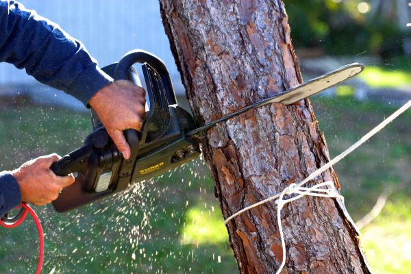 Dead Tree Removal in Oakland