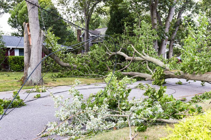 Fallen Tree on Driveway
