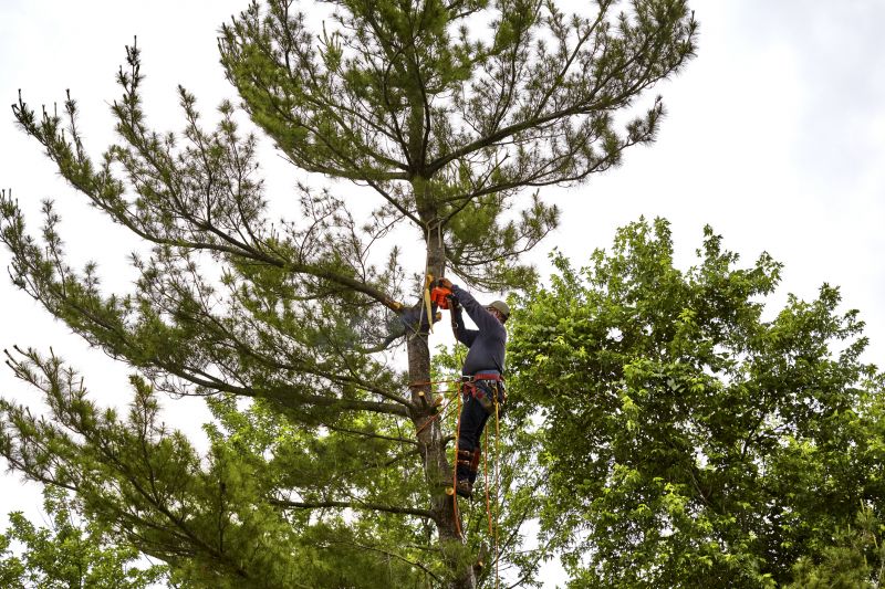 Tree Removal Equipment in Action